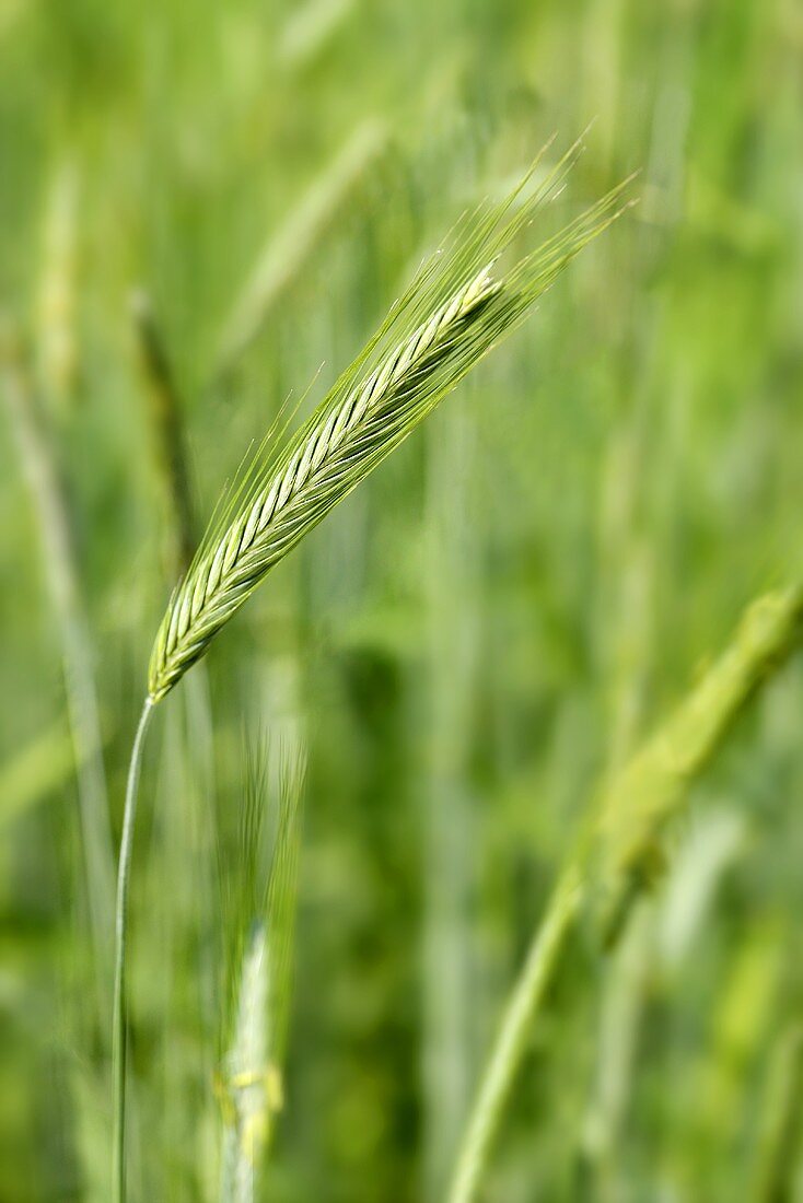 Ears of rye in the field