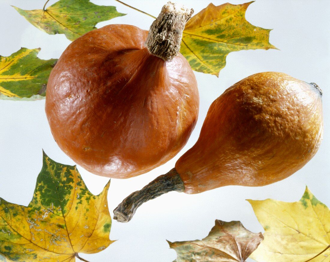 Two Hokkaido pumpkins and autumn leaves