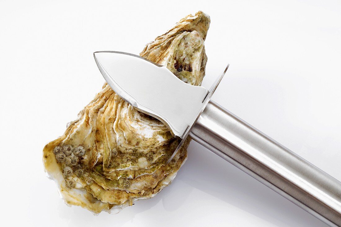 An oyster with oyster knife