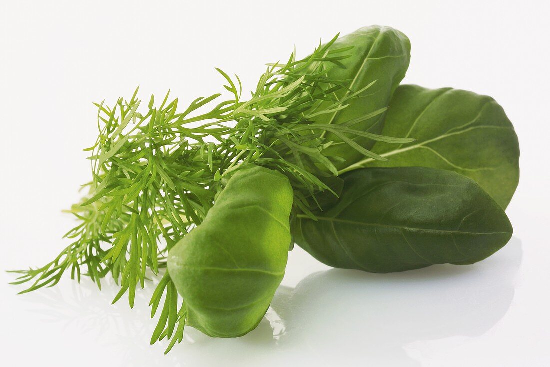 Dill and basil flowers