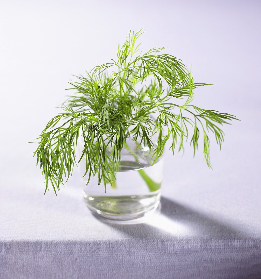 Sprig of dill in a glass of water