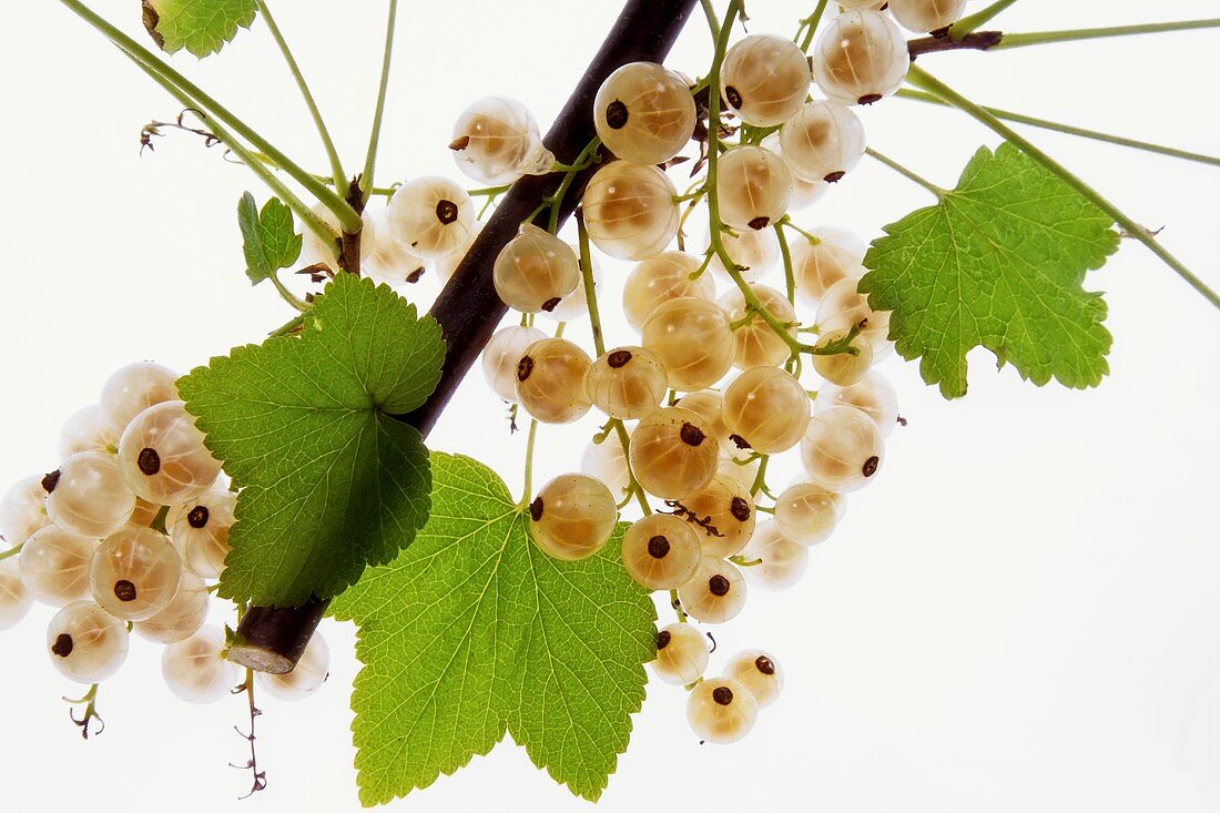 White currants on branch