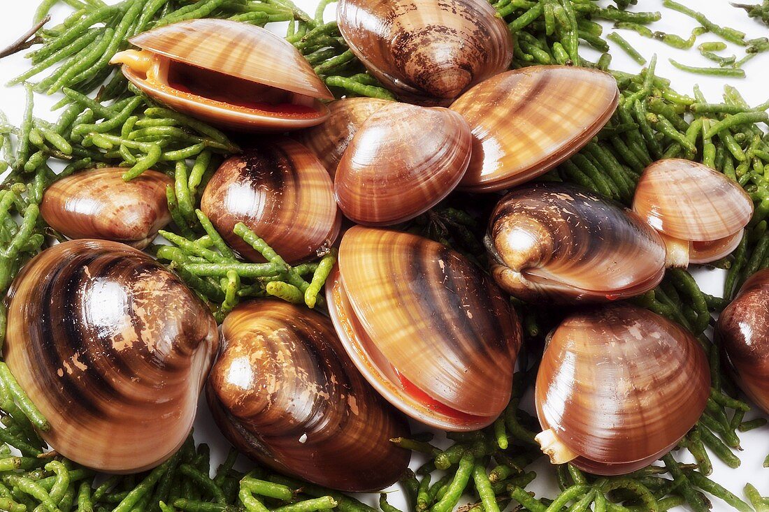 Clams on seaweed