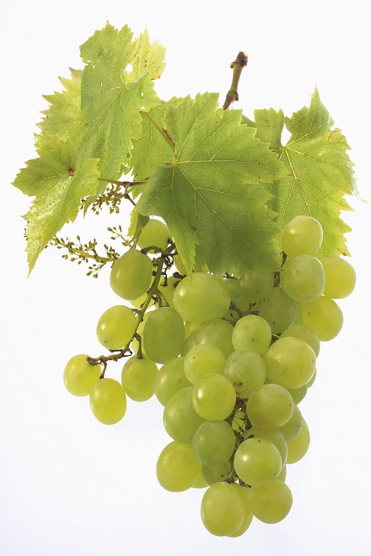 A whole bunch of green grapes with leaves