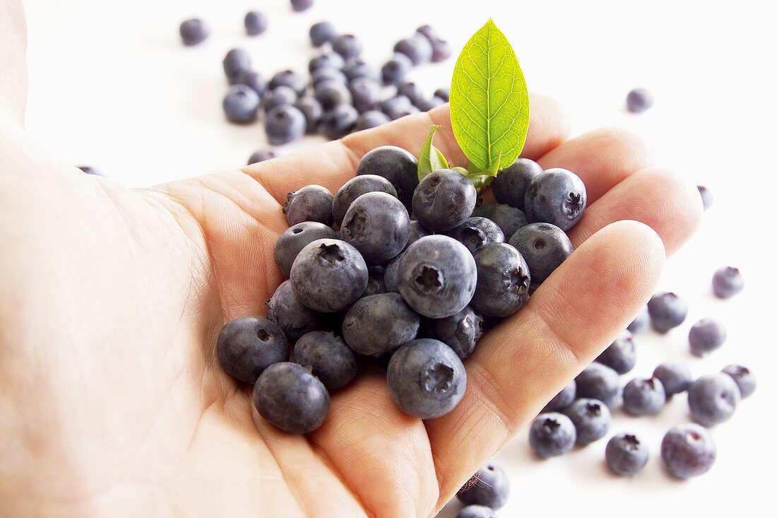 Blueberries on someone's hand