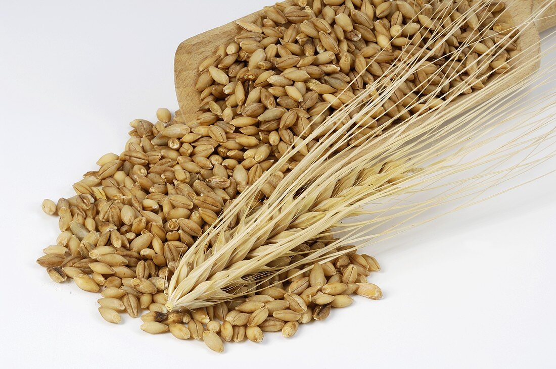 Malting barley