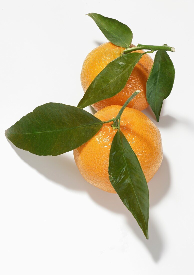 Two mandarin oranges with leaves