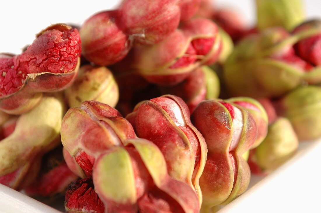 Manila Tamarind (Pithecellobium dulce)