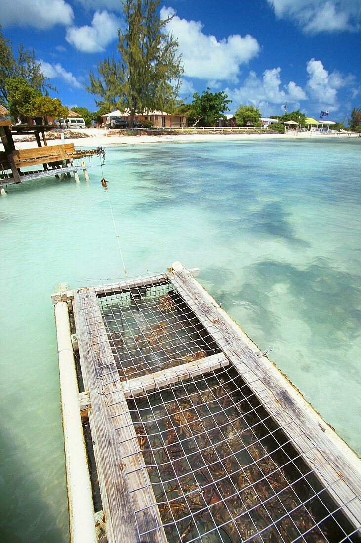 Lobster Trap in the Caribbean