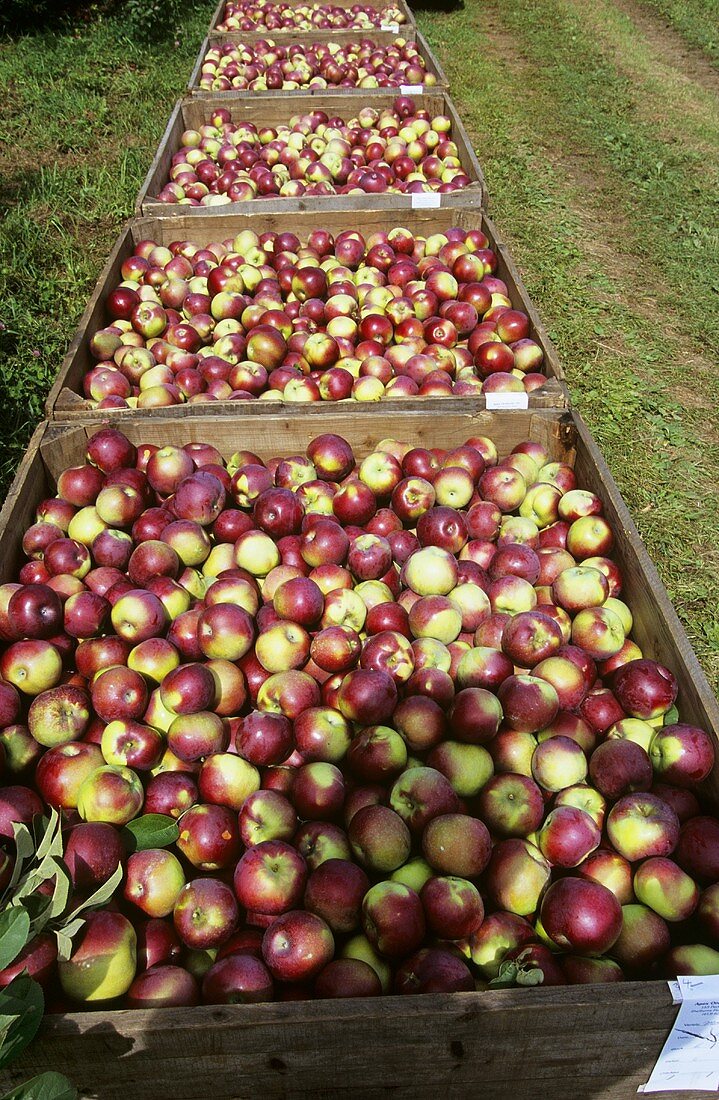 Steigen mit vielen Äpfeln im Obstgarten