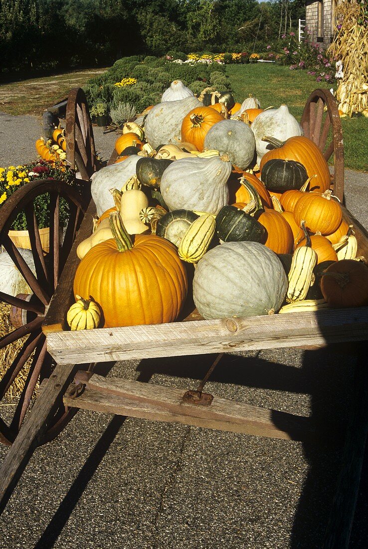 Autumn Wagon Full of Pumpkins and Squash