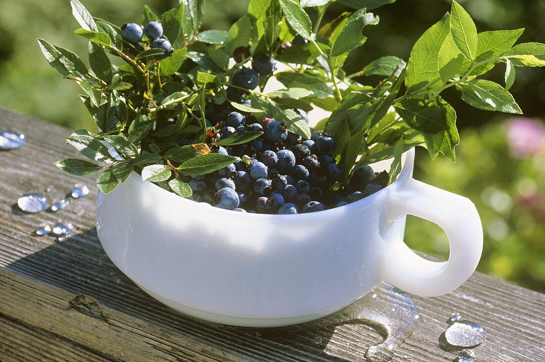 Fresh Picked Wild Maine Blueberries in a Handled Bowl