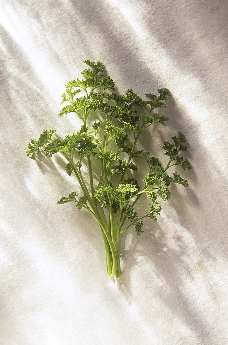 Curly Parsley on White; From Above