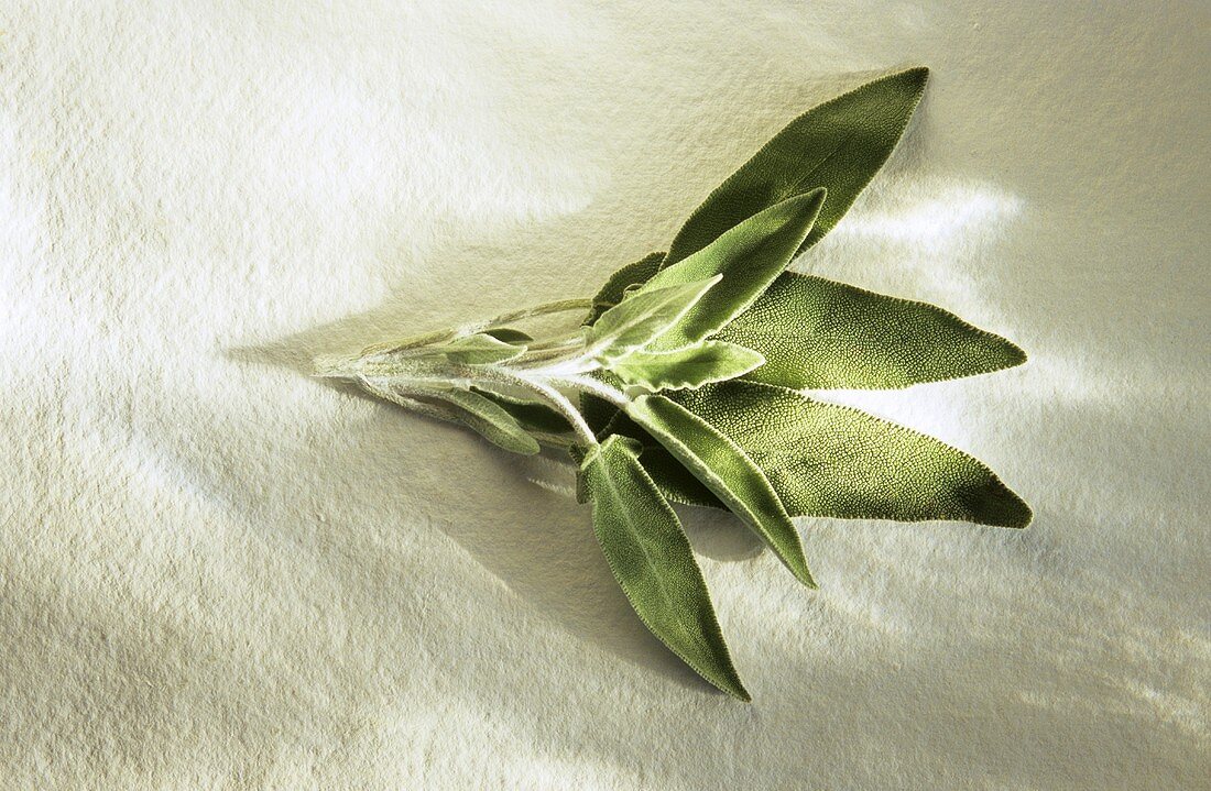 Fresh Sage on White