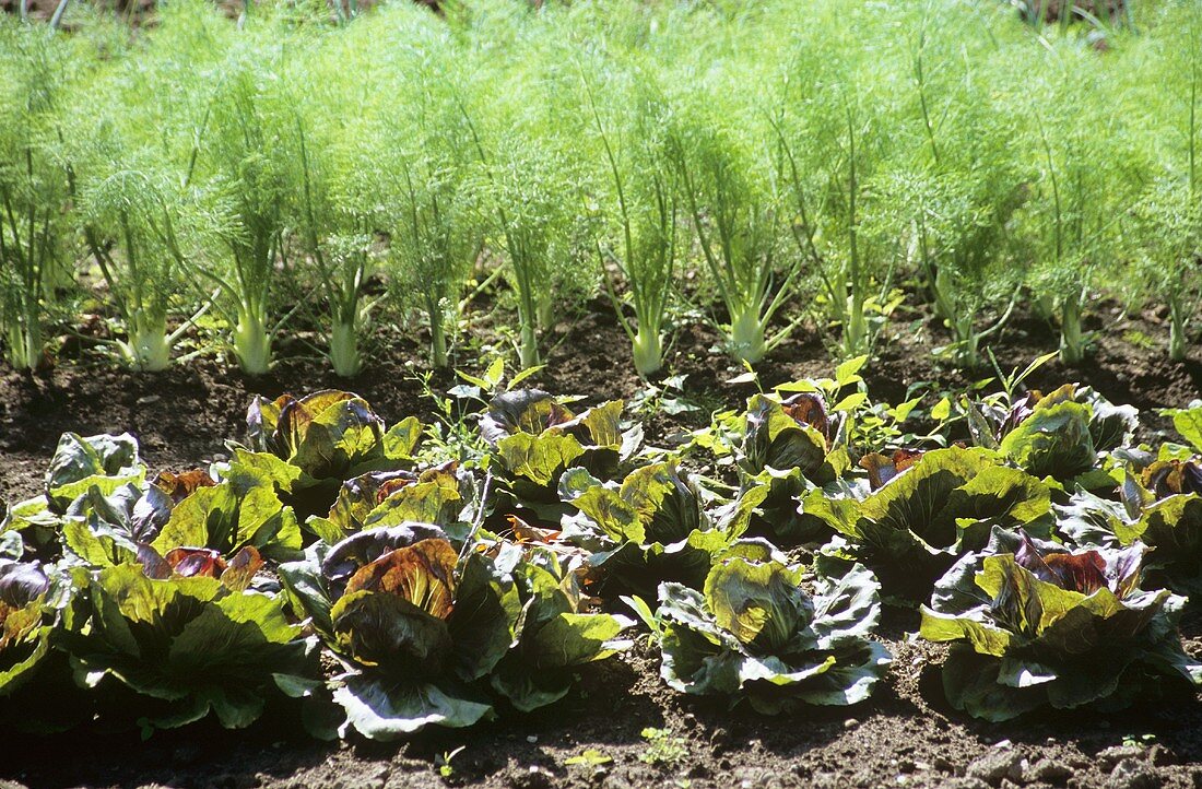 Salatpflanzen und Fenchel auf dem Feld