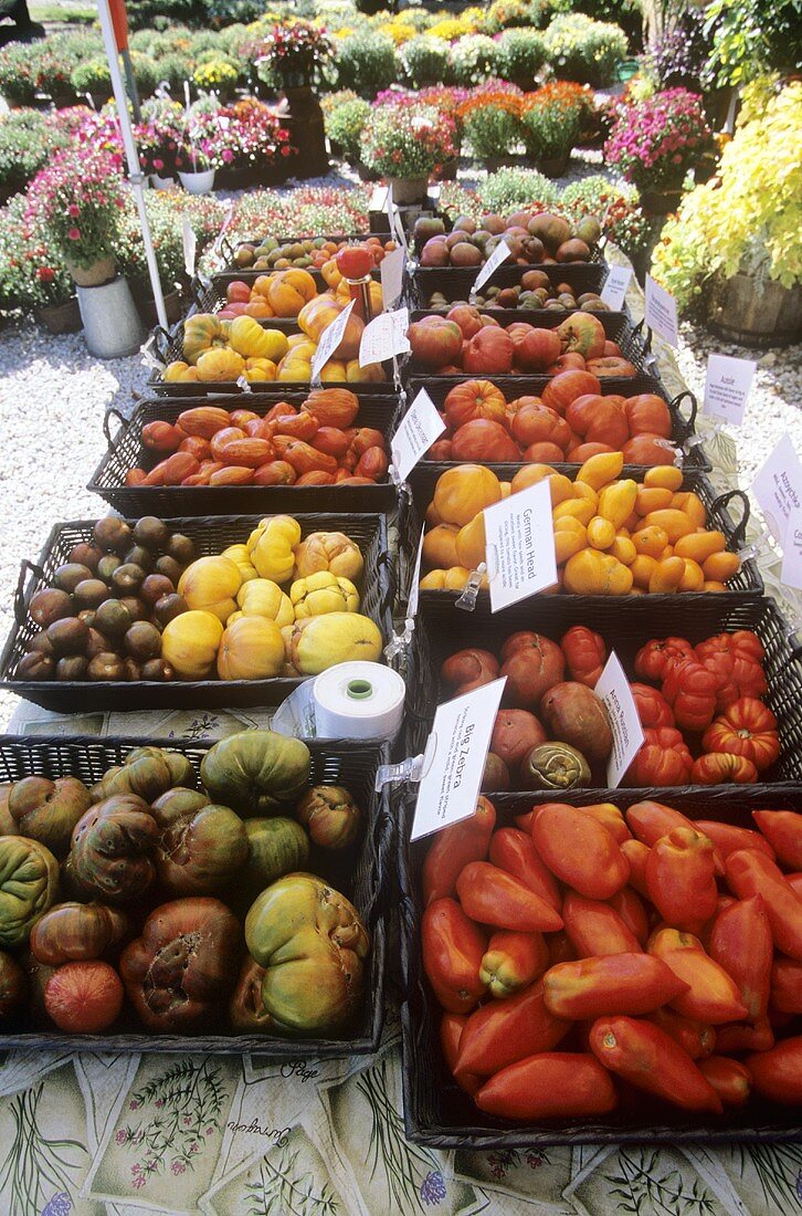Many Baskets of Assorted Heirloom Tomatoes at a Market