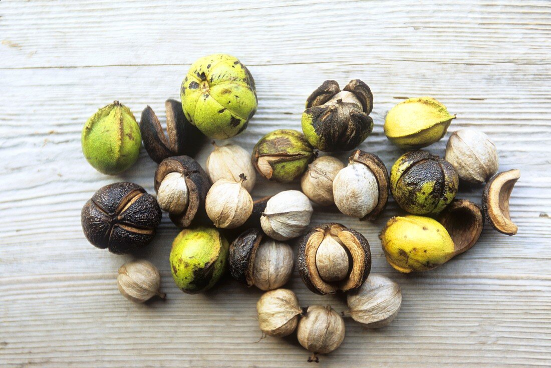 Wild Hickory Nuts on Wood