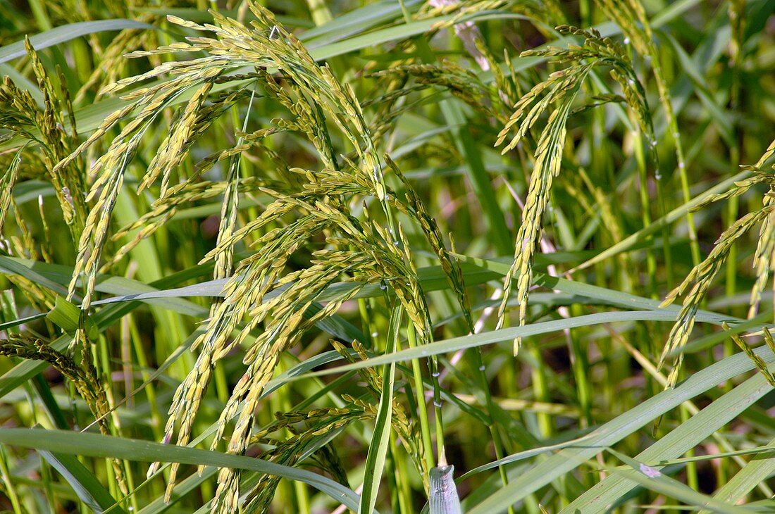 Reispflanze auf dem Feld