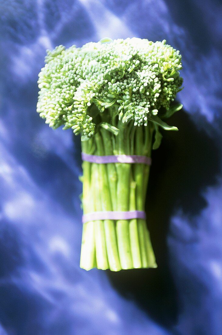 Broccolini, gebündelt, auf blauem Untergrund