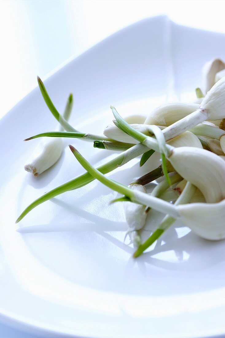 Cloves of garlic with shoots in a bowl