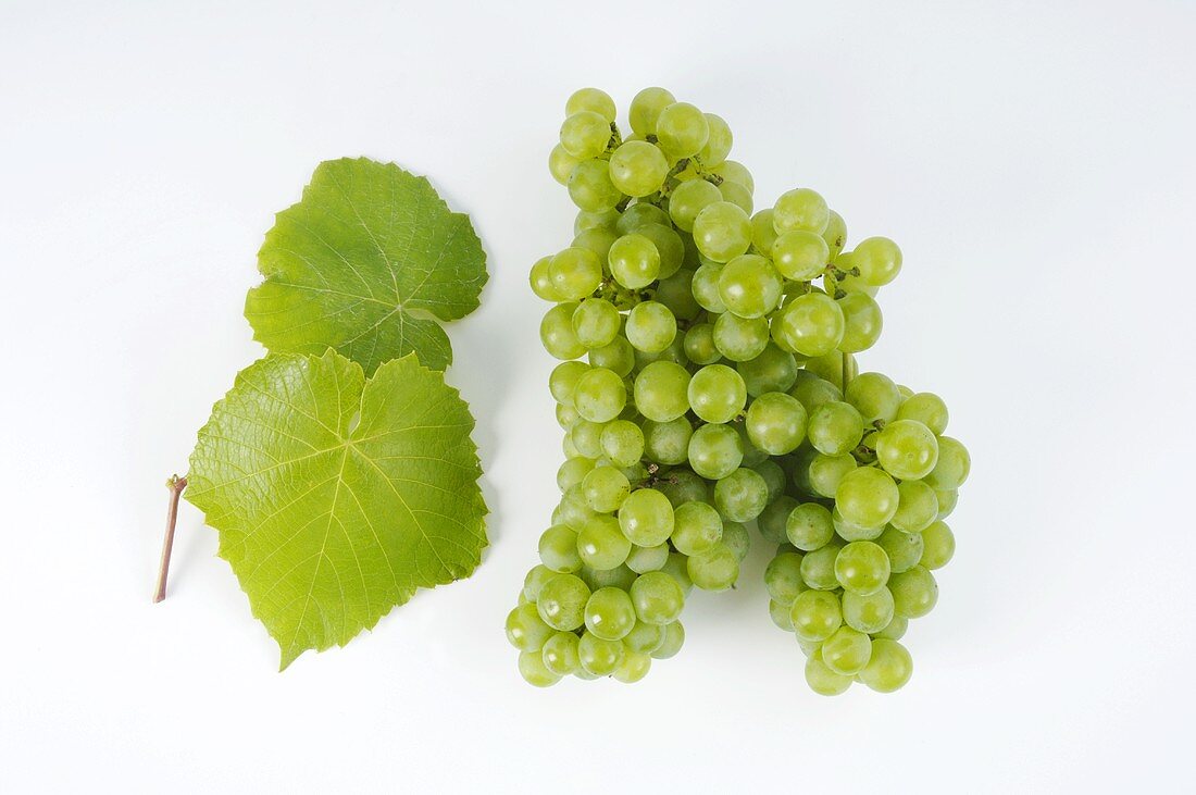 Grapes and vine leaves on white background