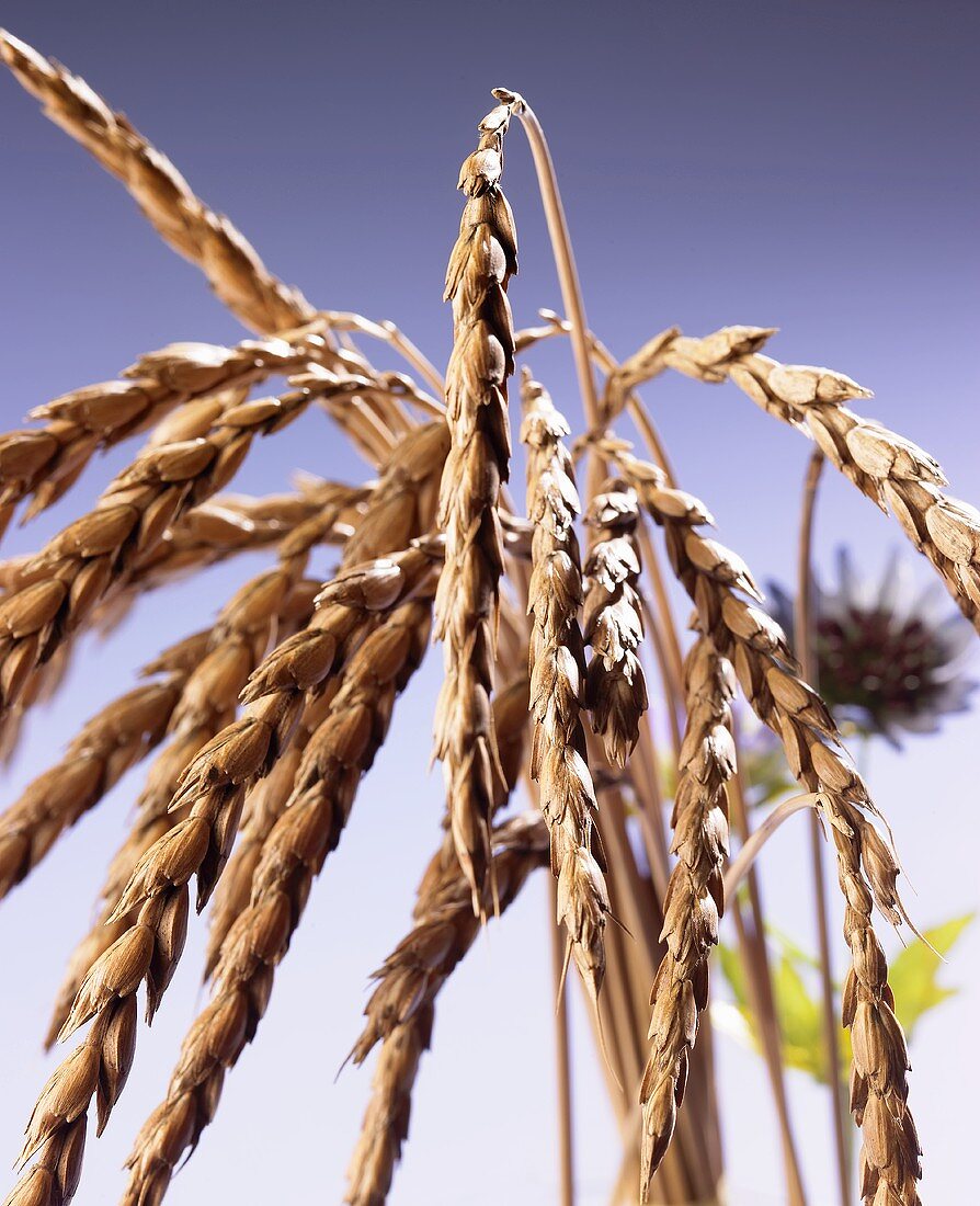 Ears of spelt wheat with blue background