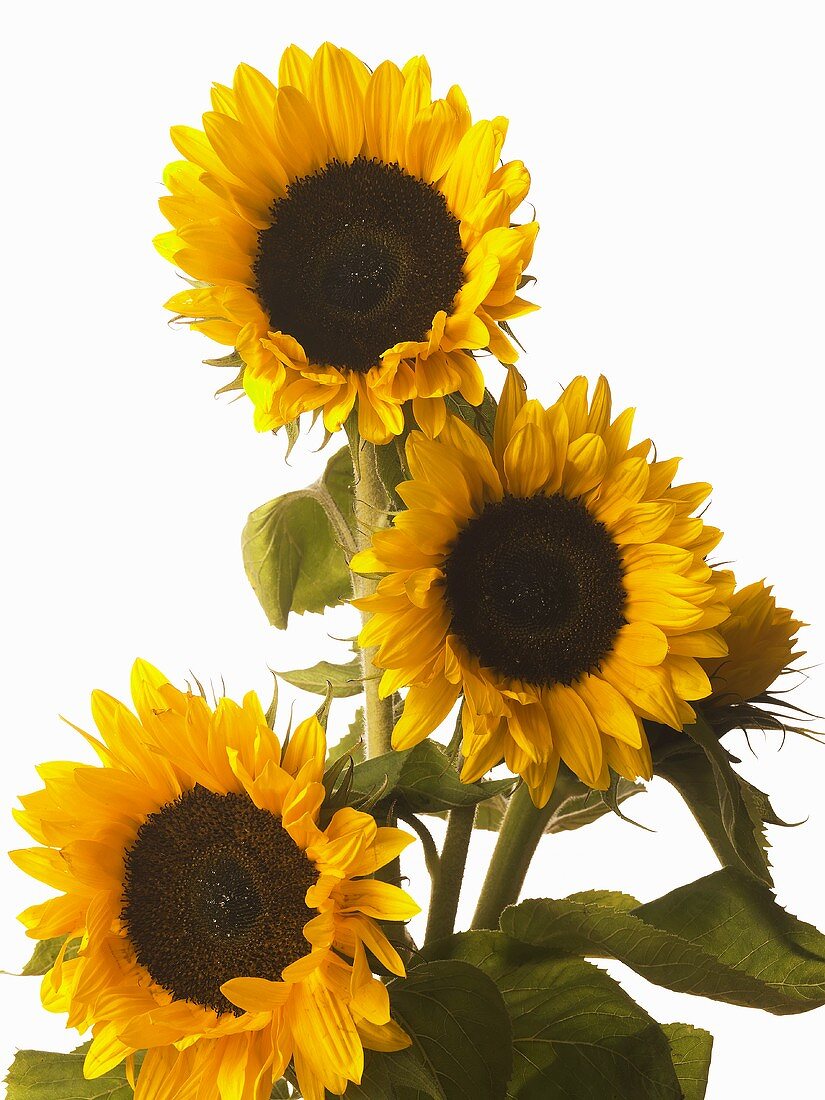 Three sunflowers with white background