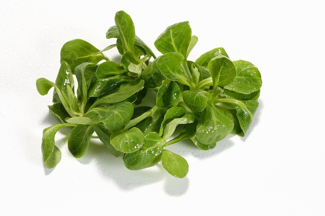 Corn salad on white background