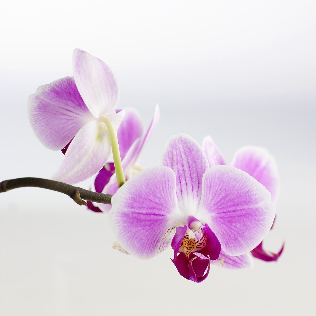 Pinke Orchideenblüten