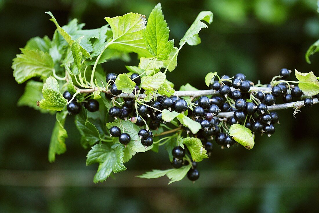 Schwarze Johannisbeeren am Strauch