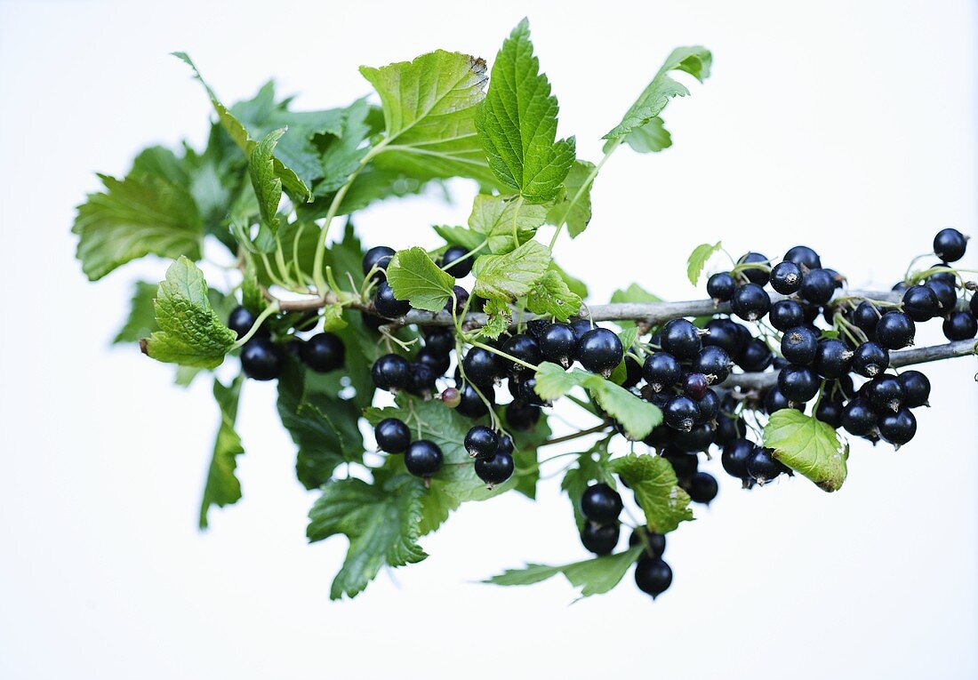 Schwarze Johannisbeeren am Zweig