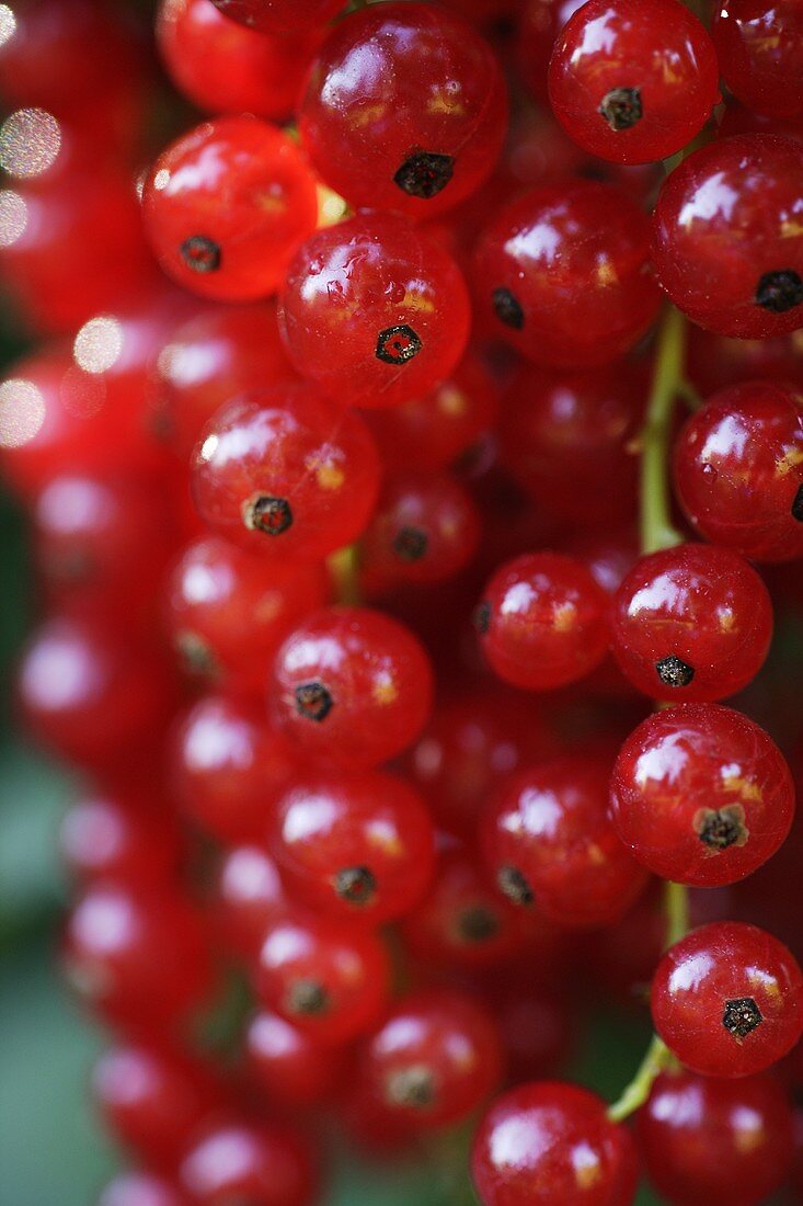 Rote Johannisbeeren