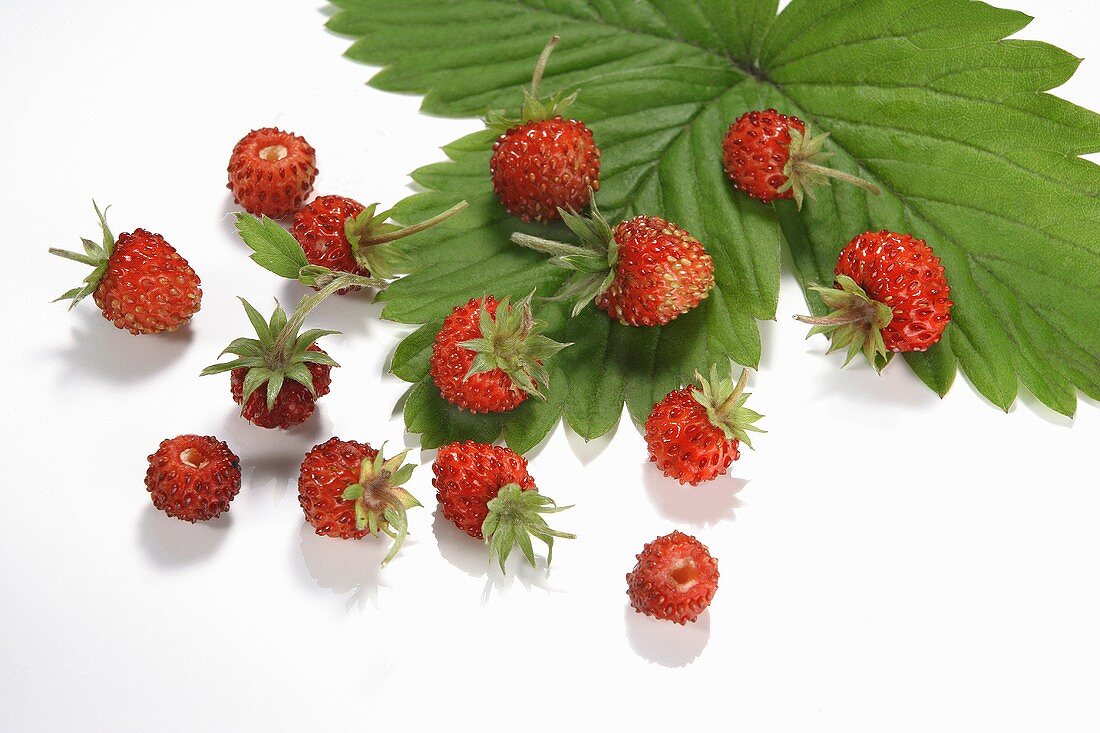 Walderdbeeren auf einem Blatt