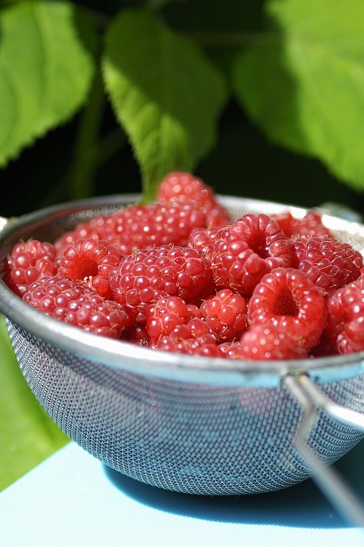 Fresh raspberries in a sieve