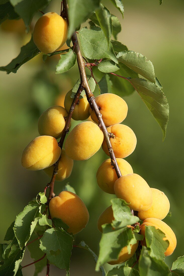 Aprikosen am Baum