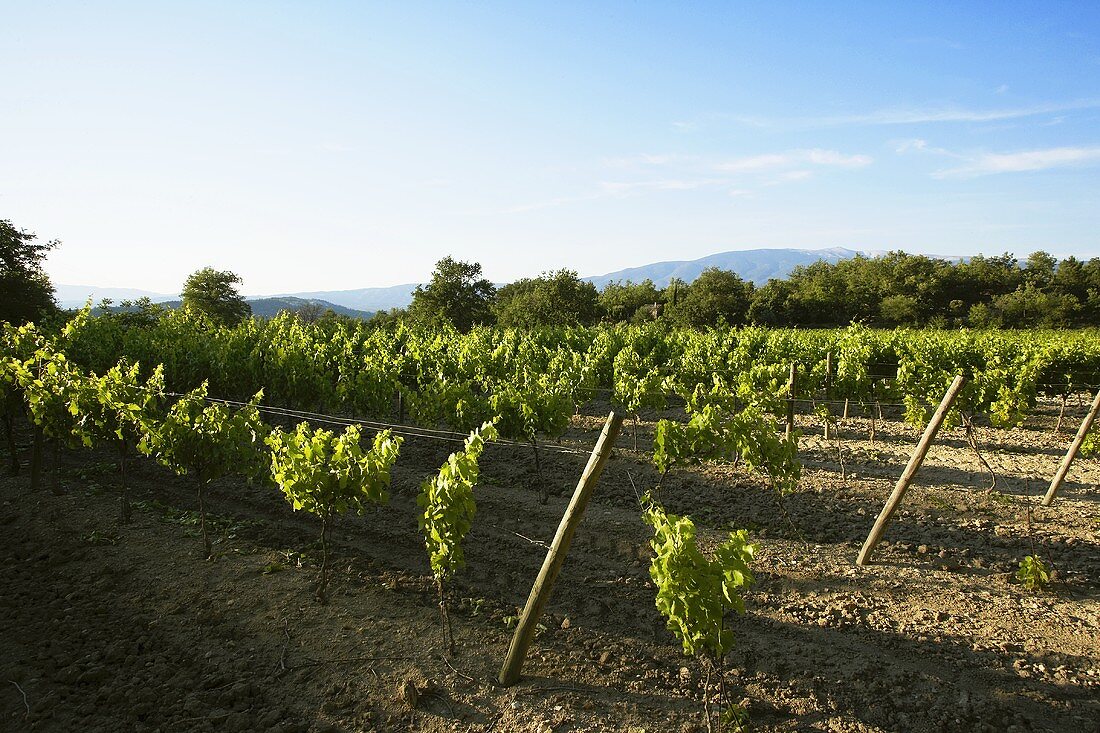 Weinreben in der Provence