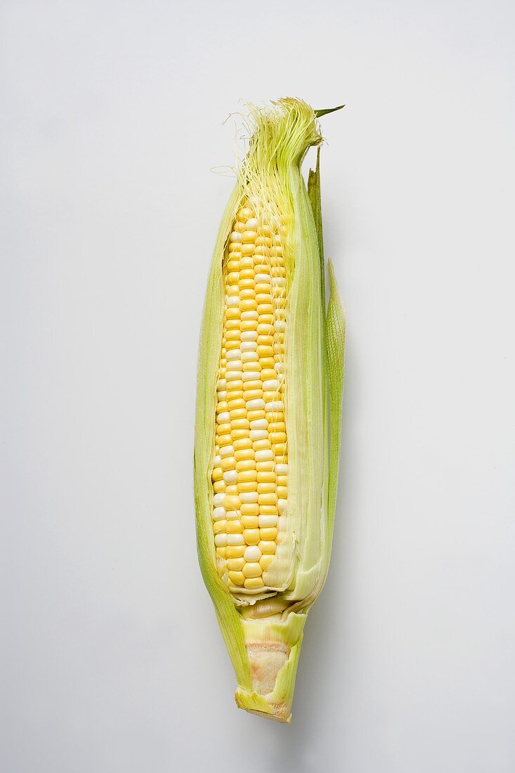 Corn cob with husks