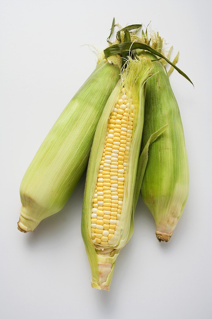 Three corn cobs with husks