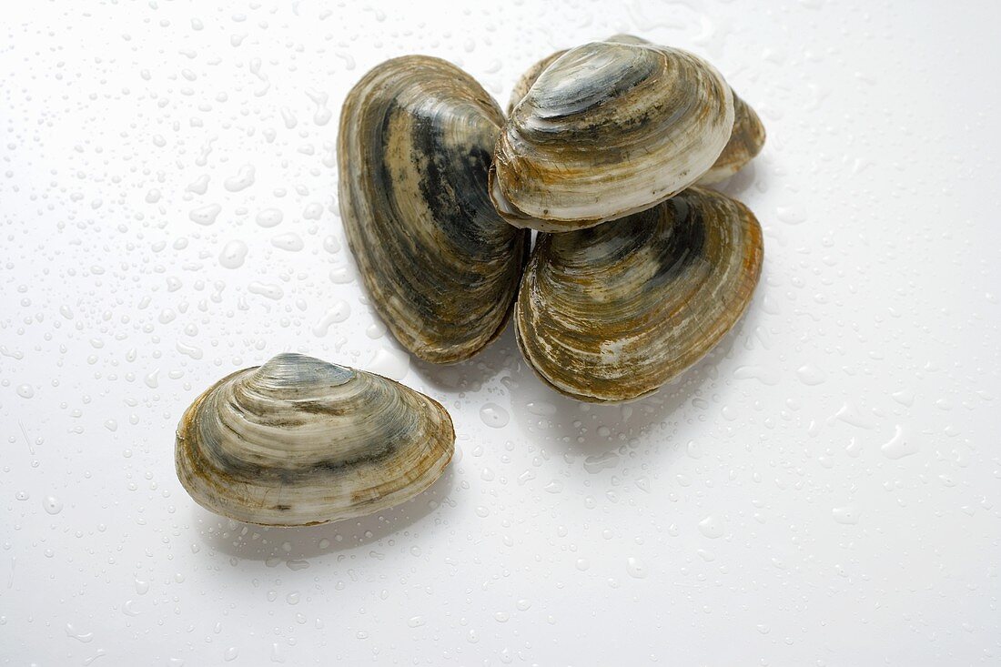 Four clams