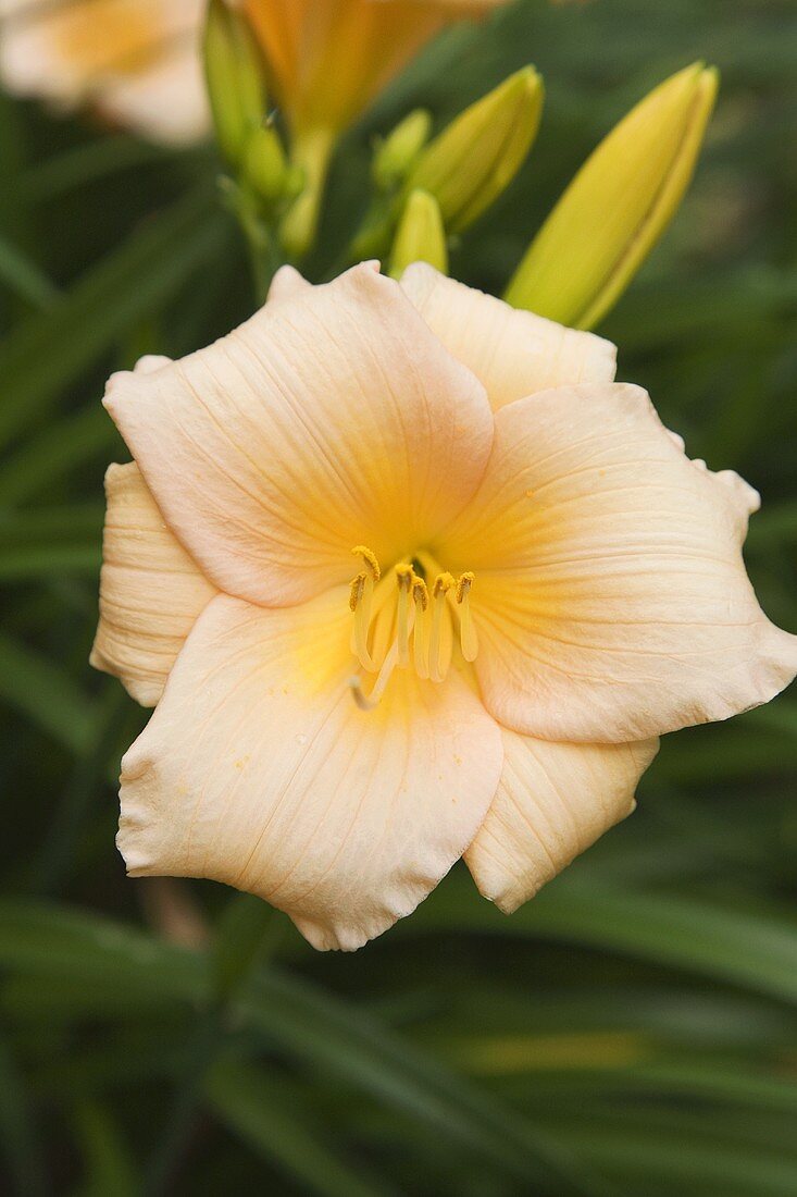 Salmon-coloured lily