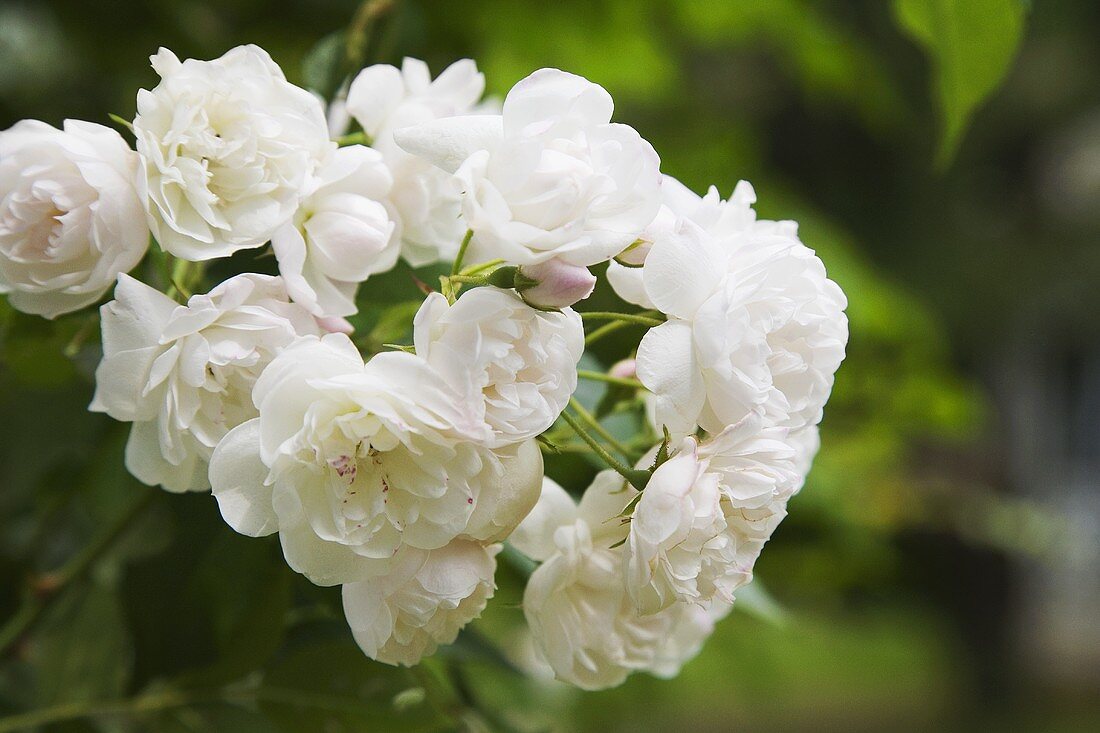 White shrub roses