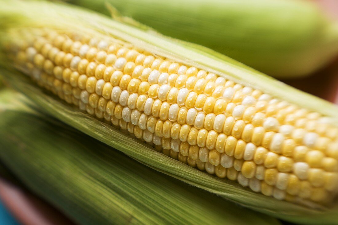Corn cobs with husks