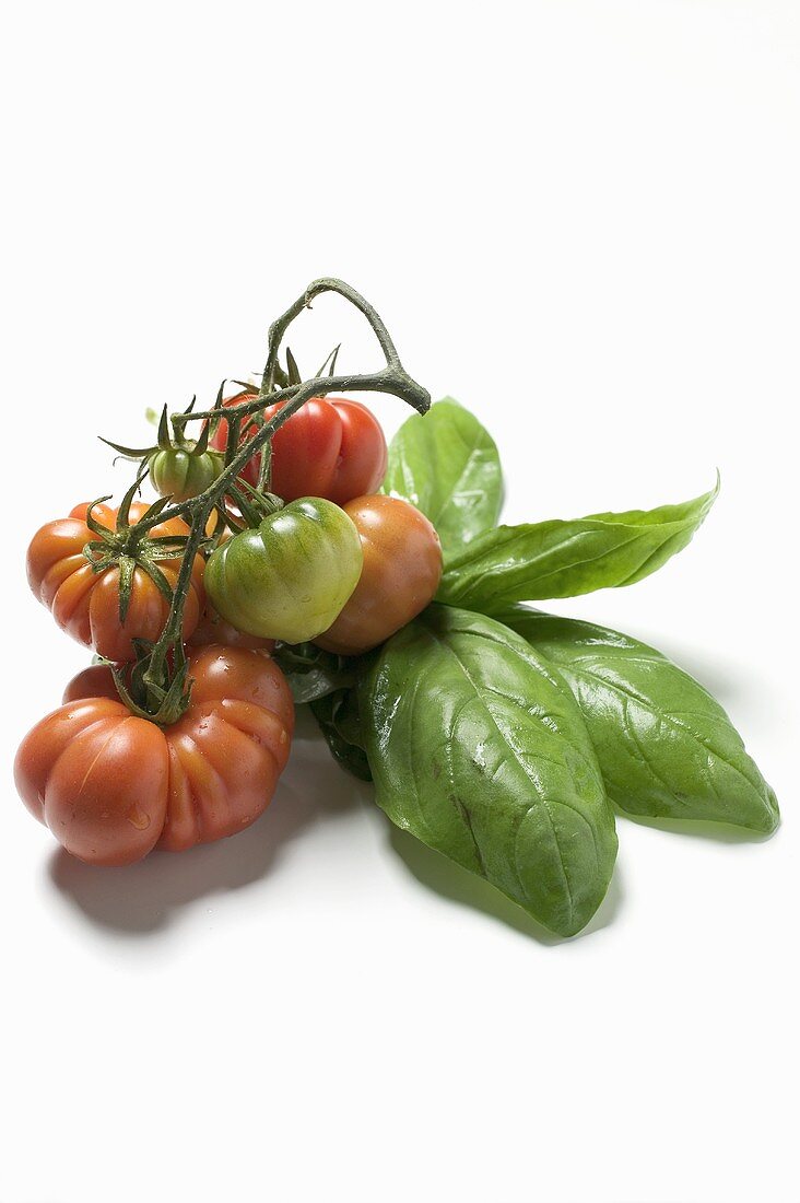 Red and green beefsteak tomatoes and basil