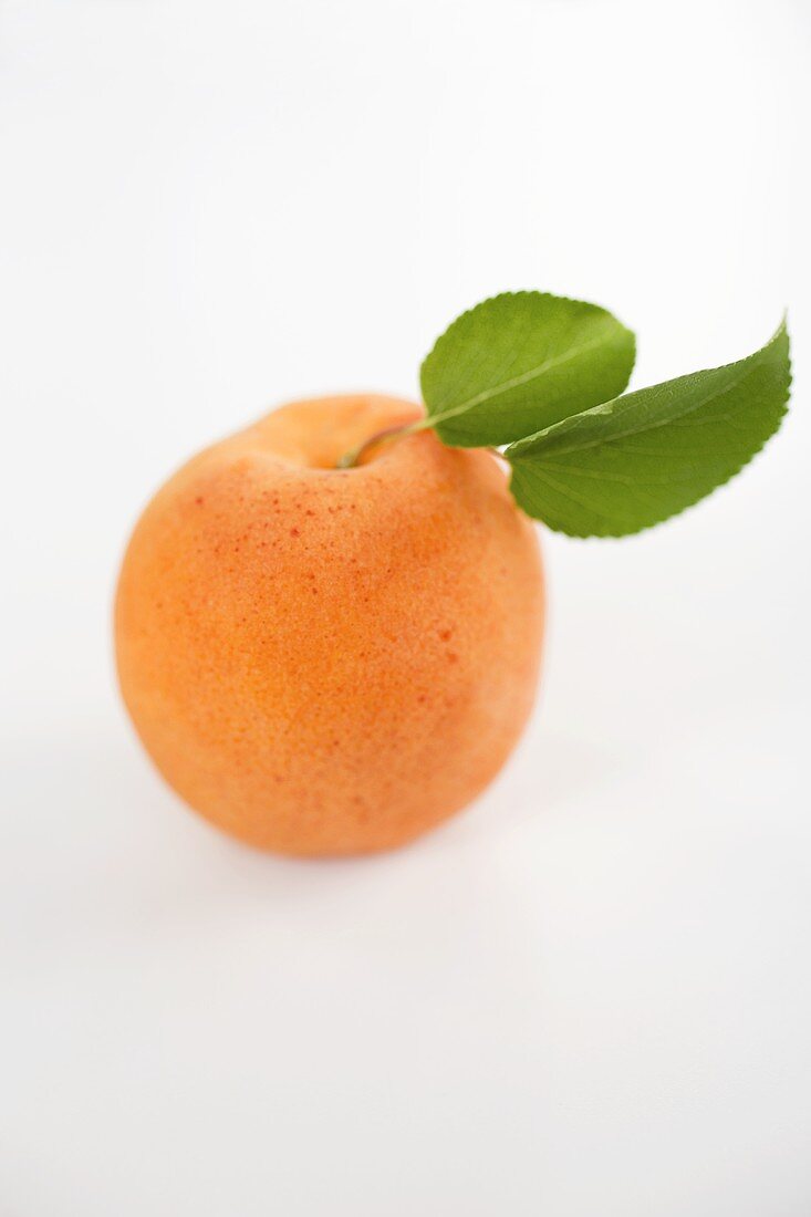 An apricot