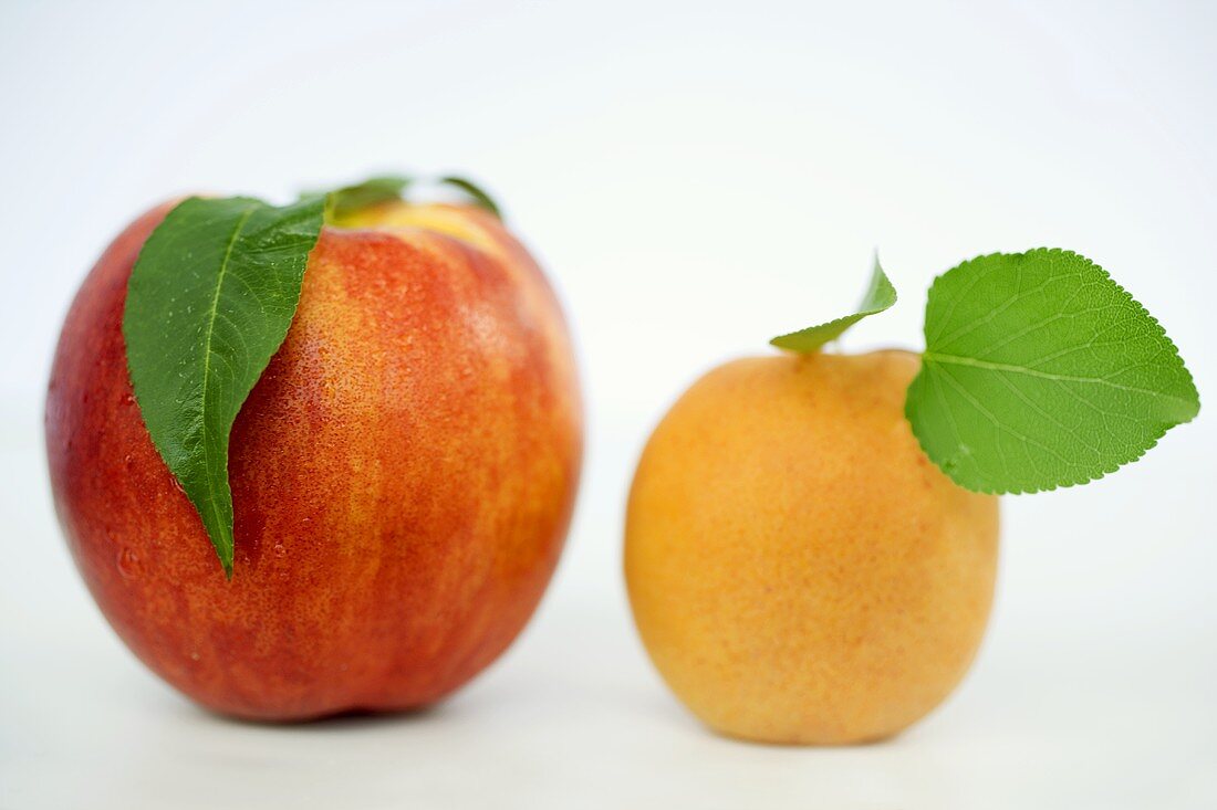 A nectarine and an apricot