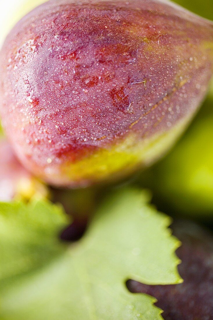 Several figs with leaf