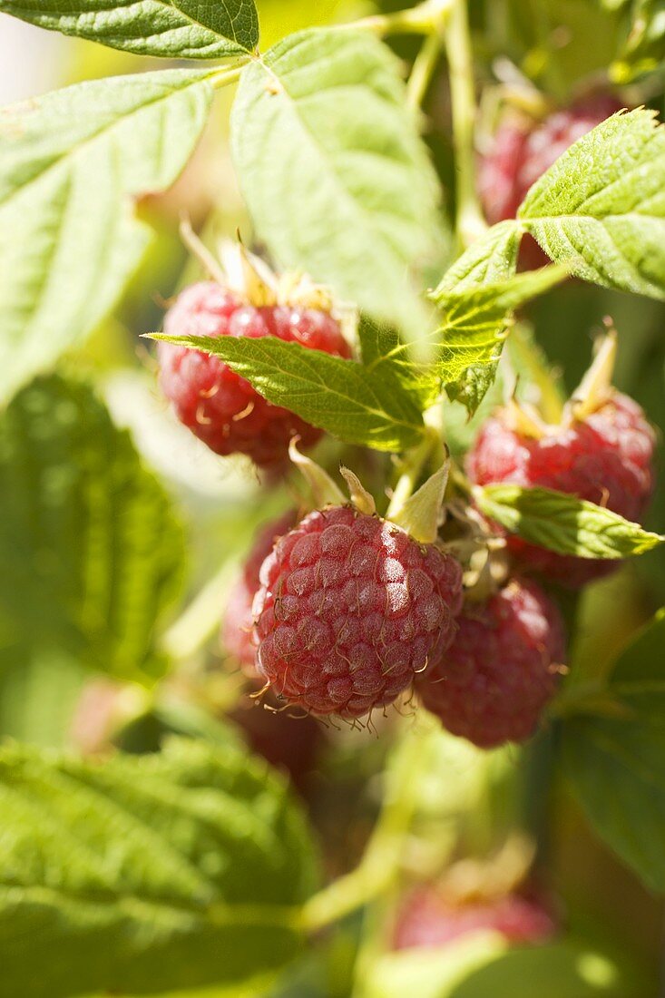 Fresh raspberries on the cane