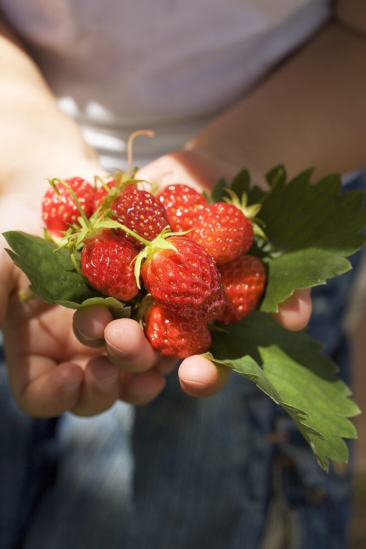 Eine Hand voll Erdbeeren