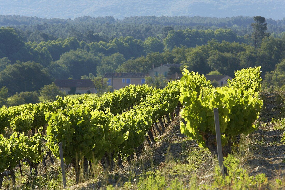 Weinreben in der Provence