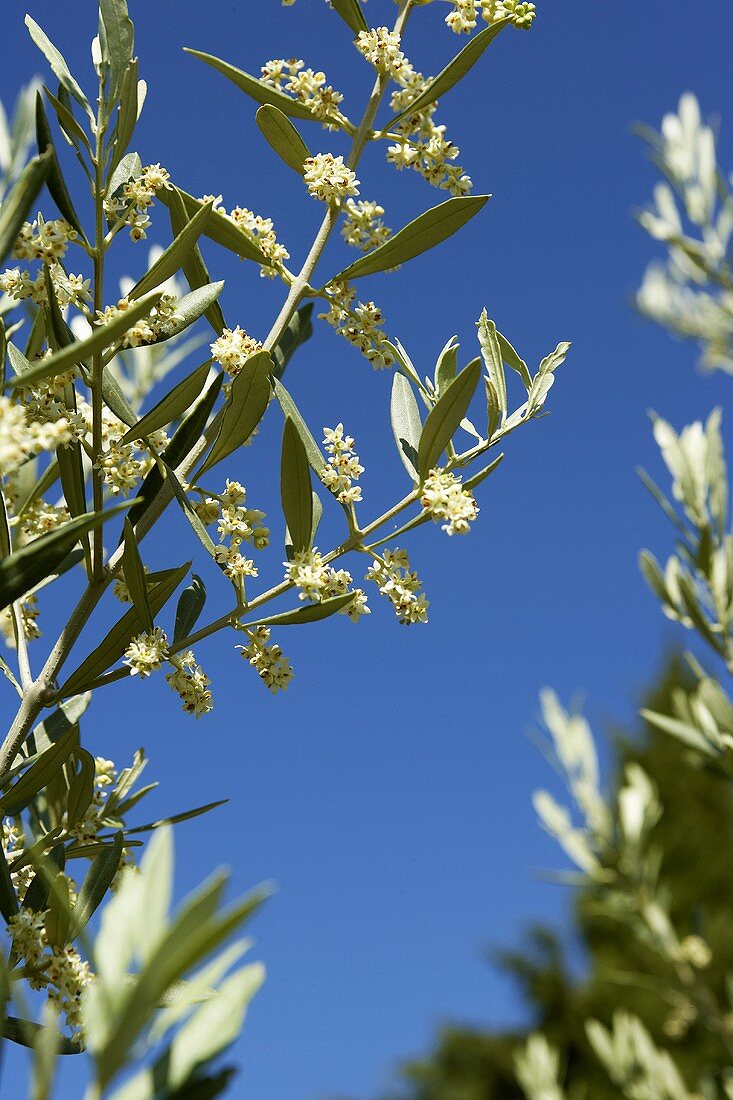 Olivenbaum mit Blüten